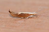 Ypsolopha dentella