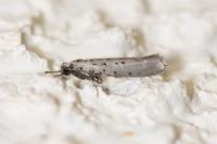 Yponomeuta sedella