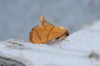 Apoda limacodes