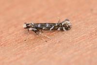 Parectopa ononidis
