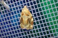 Archips xylosteana