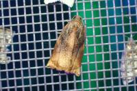 Archips podana