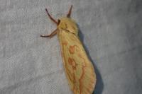 Hepialus humuli