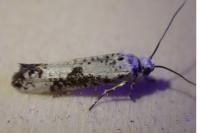 Prays fraxinella