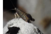 Glyphipterix thrasonella