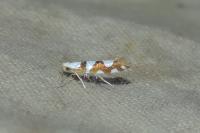 Argyresthia brockeella