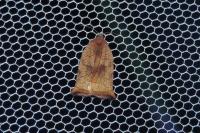 Archips podana