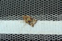 Archips xylosteana