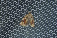 Archips xylosteana