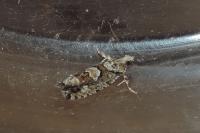 Zeiraphera isertana