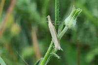 Pleurota