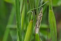 Pleurota