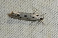 Ethmia dodecea