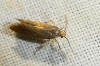 Crassa unitella