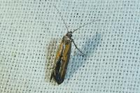 Ochromolopis ictella