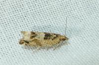 Crocidosema plebejana