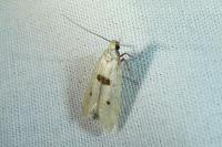 Mirificarma cytisella