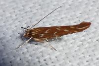 Pyroderces argyrogrammos