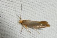 Crassa unitella