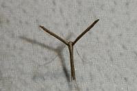 Agdistis