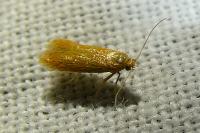 Tischeria
