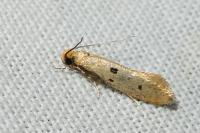Tinea trinotella