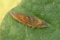 Dichrorampha vancouverana