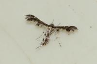 Capperia fusca
