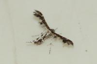Capperia fusca