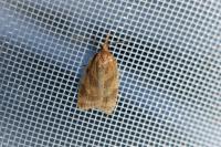 Sparganothis pilleriana