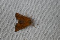 Apoda limacodes
