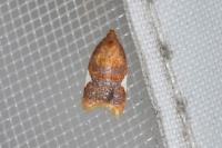 Acleris holmiana