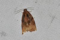 Archips podana