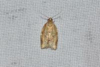 Clepsis consimilana