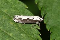 Ethmia bipunctella