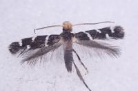 Eudarcia leopoldella