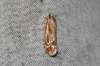 Rhyacionia buoliana