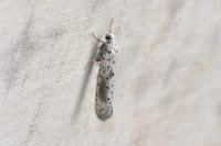 Yponomeuta irrorella
