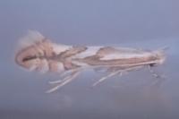Phyllonorycter blancardella