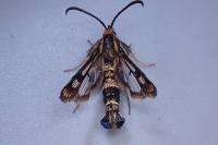 Chamaesphecia empiformis