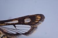 Chamaesphecia empiformis