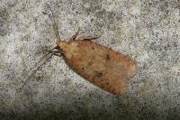 Agonopterix angelicella