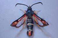 Pyropteron chrysidiforme