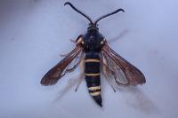Paranthrene tabaniformis