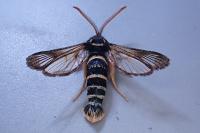Paranthrene insolita polonica