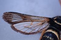 Paranthrene insolita polonica