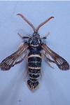 Paranthrene insolita polonica