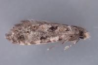Nemapogon ruricolellus
