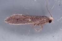Monopis weaverella