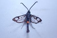 Synanthedon myopaeformis